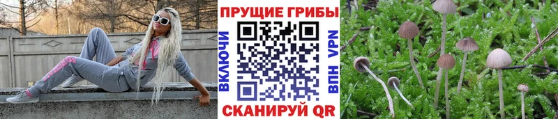 кракен зеркало  Черняховск  Псилоцибиновые грибы GOLDEN TEACHER  наркошоп 